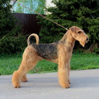 SHER HUGO BRAVE FALK - SHER HUGO BRAVE FALK
Junior Champion of National Airedale Terrier Club, Junior Champion of Russia, RKF; Champion of Russia, Belorussia, 3*Champion of RKF, CACIB; ОКД-1; 3*BIS, 2*RBIS.Рожд. 14.05.2020 (о. Int.Ch. Saredon  Deliverance &amp; м. Int.Ch. Sher Tsarmila)Владелец: Михеева Надежда (г. Москва)