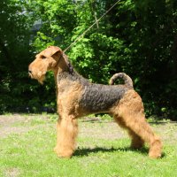 SHER HOOCH - SHER HOOCHJunior Champion of Russia, National Airedale terrier Club; Champion of Russia, National Airedale terrier Club, RKF, BIG-3 Рожд. 26.07.2015 (o. Flaire Matterhorn for Sher м. Sher White Rose) Владелец: Щербакова Полина (г. Москва)