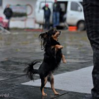 Кона танцует - Русский той SHER HANI KONA танцует в бесте ветеранов, где стала третьей среди более 20 собак!!!